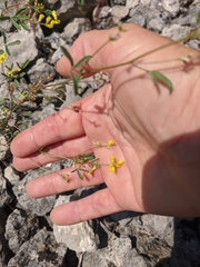 Melilotus neapolitanus