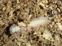 Platydesmus