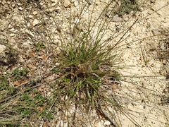 Euphydryas desfontainii