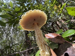 Austroboletus subflavidus image