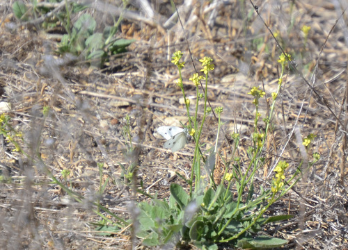 photo of Checkered White (Pontia protodice)