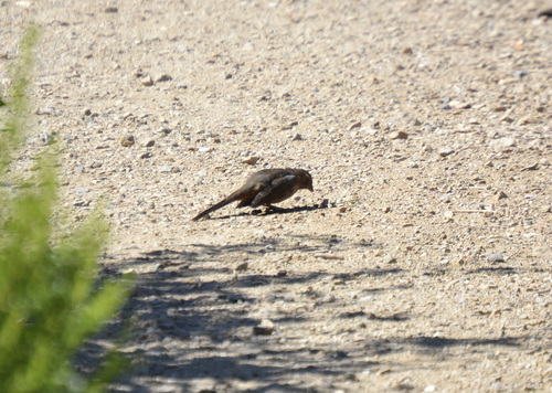 photo of California Towhee (Melozone crissalis)