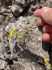 Melilotus neapolitanus