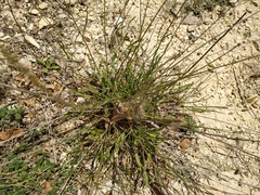 Euphydryas desfontainii