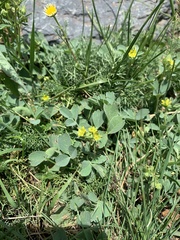 Sibbaldia parviflora