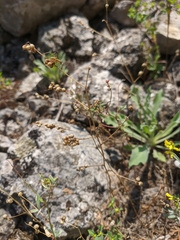 Melilotus neapolitanus