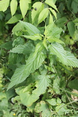 Urtica galeopsifolia