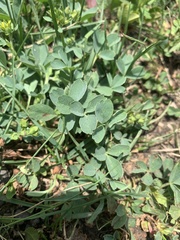 Sibbaldia parviflora