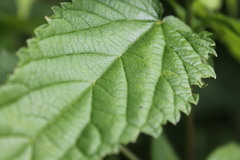 Urtica galeopsifolia