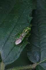 Rhogogaster chlorosoma