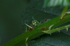 Rhogogaster chlorosoma