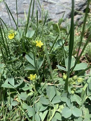 Sibbaldia parviflora