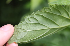 Urtica galeopsifolia