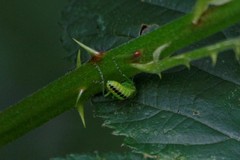 Rhogogaster chlorosoma