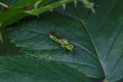 Rhogogaster chlorosoma