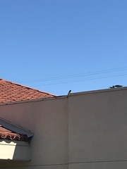 Passer domesticus