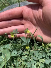 Sibbaldia parviflora