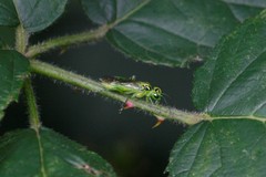 Rhogogaster chlorosoma