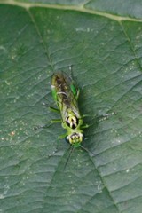 Rhogogaster chlorosoma