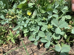 Sibbaldia parviflora