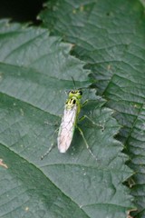 Rhogogaster chlorosoma