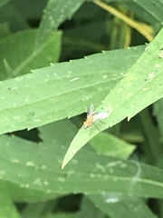 Chrysopilus modestus