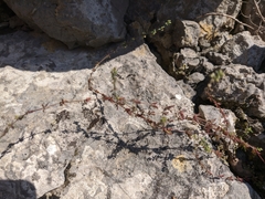 Galium verticillatum