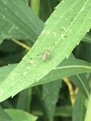 Chrysopilus modestus