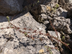 Galium verticillatum