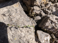 Galium verticillatum