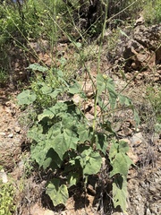 Abutilon mollicomum
