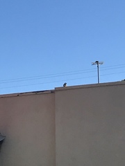 Passer domesticus