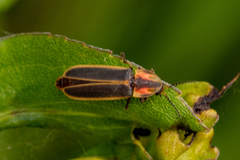 Pyractomena lucifera