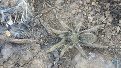 Harpactira