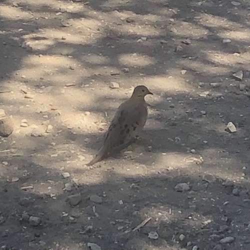 photo of Mourning Dove (Zenaida macroura)