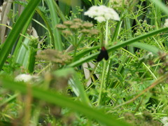 Ctenucha rubroscapus