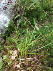 Carex pilulifera