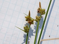 Carex pilulifera