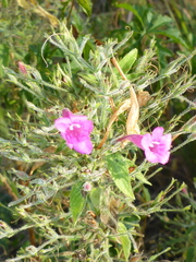 Ruellia inundata