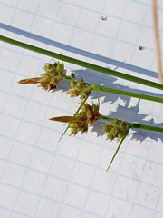 Carex pilulifera
