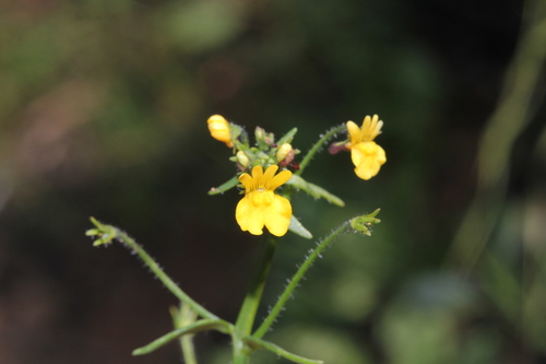 Nemesia gracilis