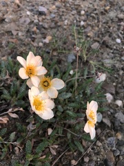 Dryas octopetala