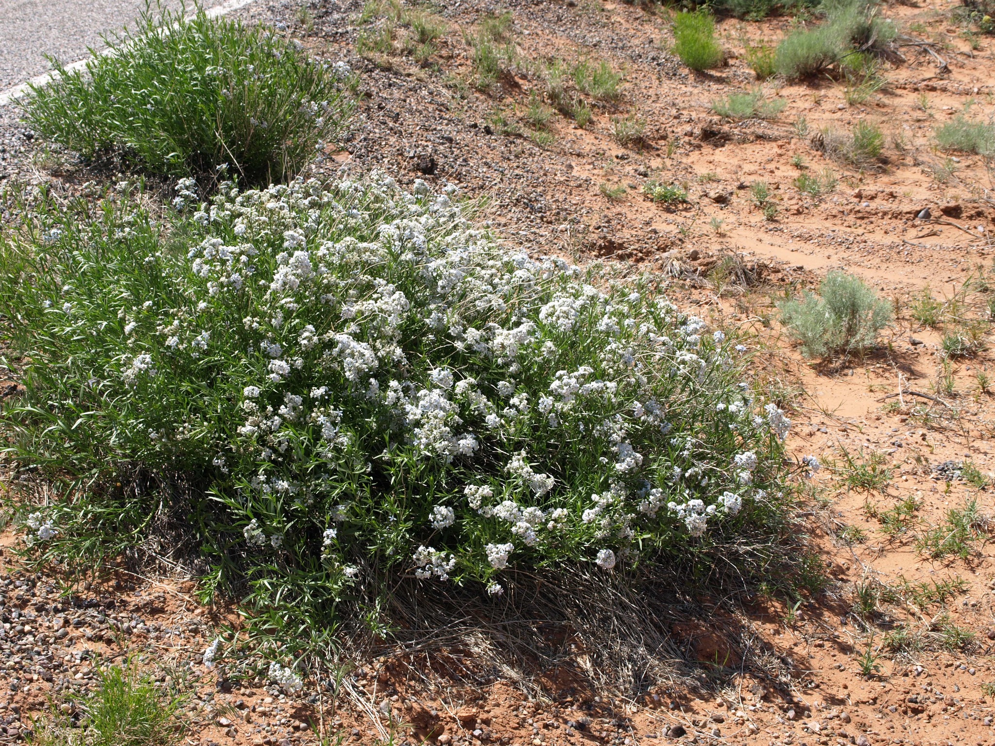 Amsonia tomentosa var. stenophylla