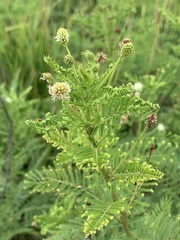 Desmanthus illinoensis