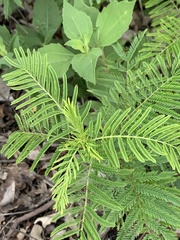 Desmanthus illinoensis