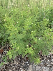 Desmanthus illinoensis