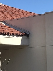 Passer domesticus