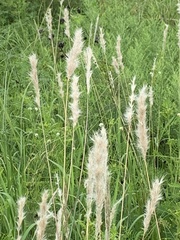 Bothriochloa laguroides