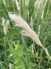 Bothriochloa laguroides