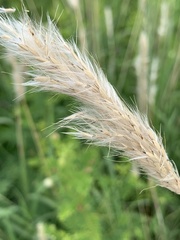 Bothriochloa laguroides